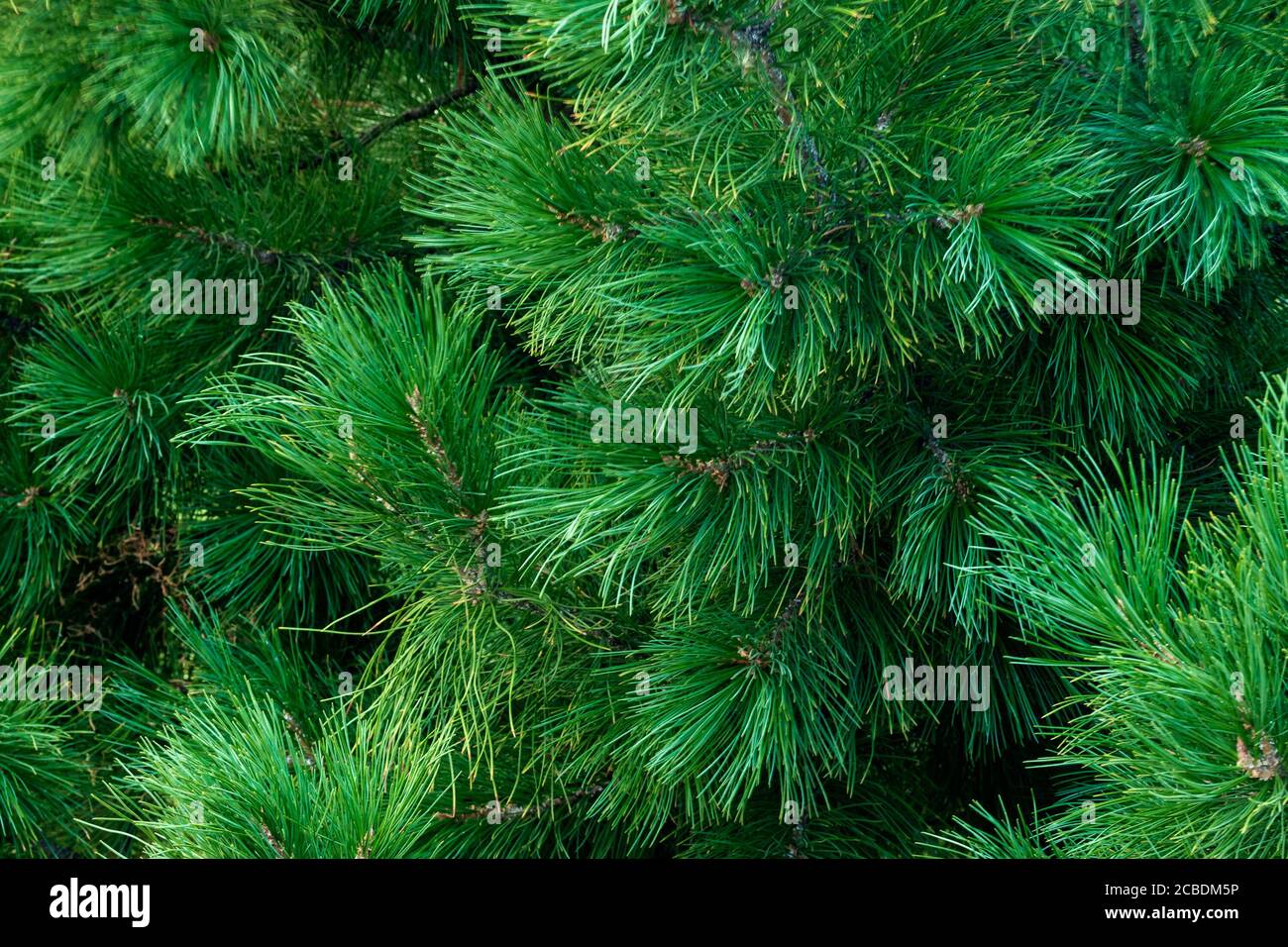 Rami verdi soffici di conifere primo piano. Foto scattata a Chelyabinsk, Russia. Foto Stock