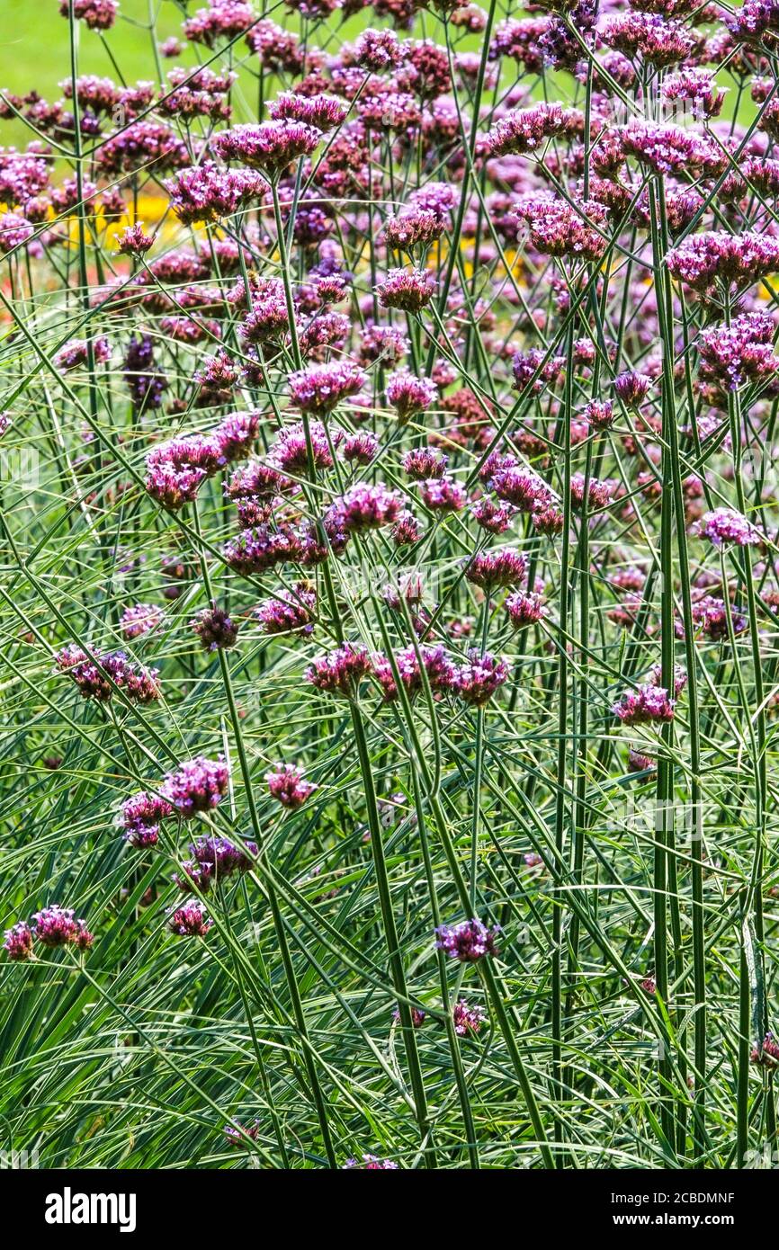 Verbena bonariensis bordo in giardino, verbena viola, fiori perenni durissimi in fiore Foto Stock