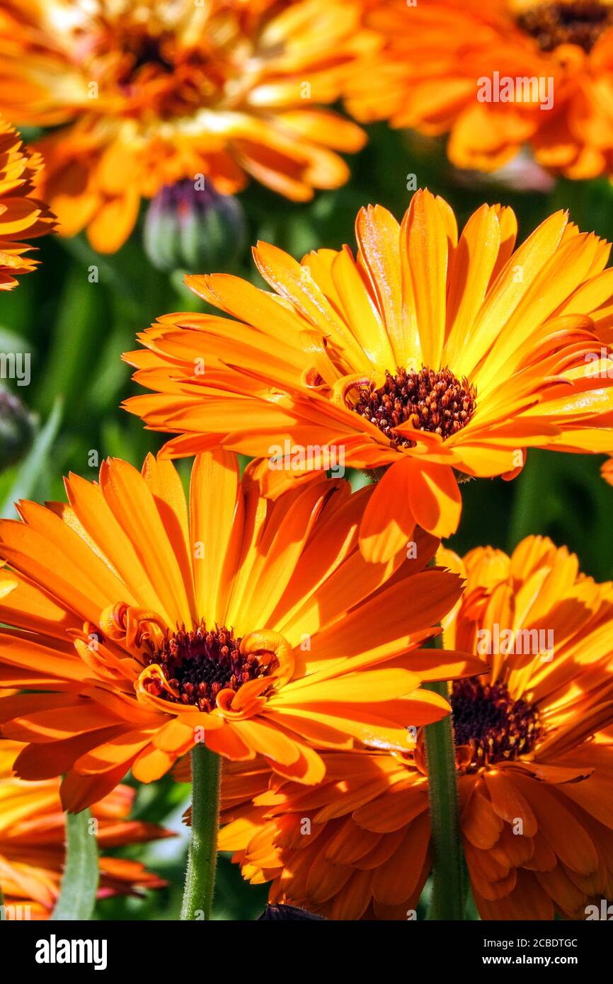 Calendula officinalis tocco di Calendula rossa Foto Stock