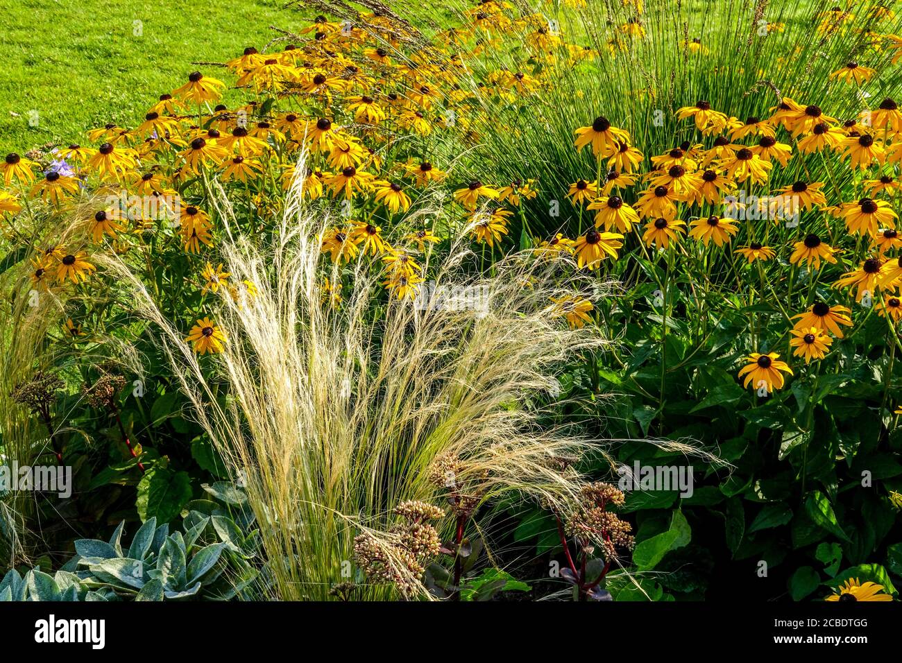 Rudbeckia fulgida in erba ornamentale letto Foto Stock
