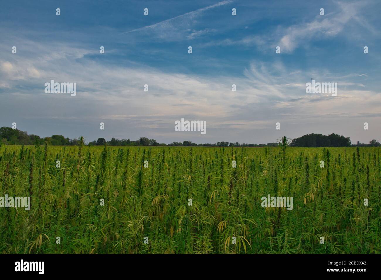 Campo di canapa in estate in Alsazia in francia Foto Stock