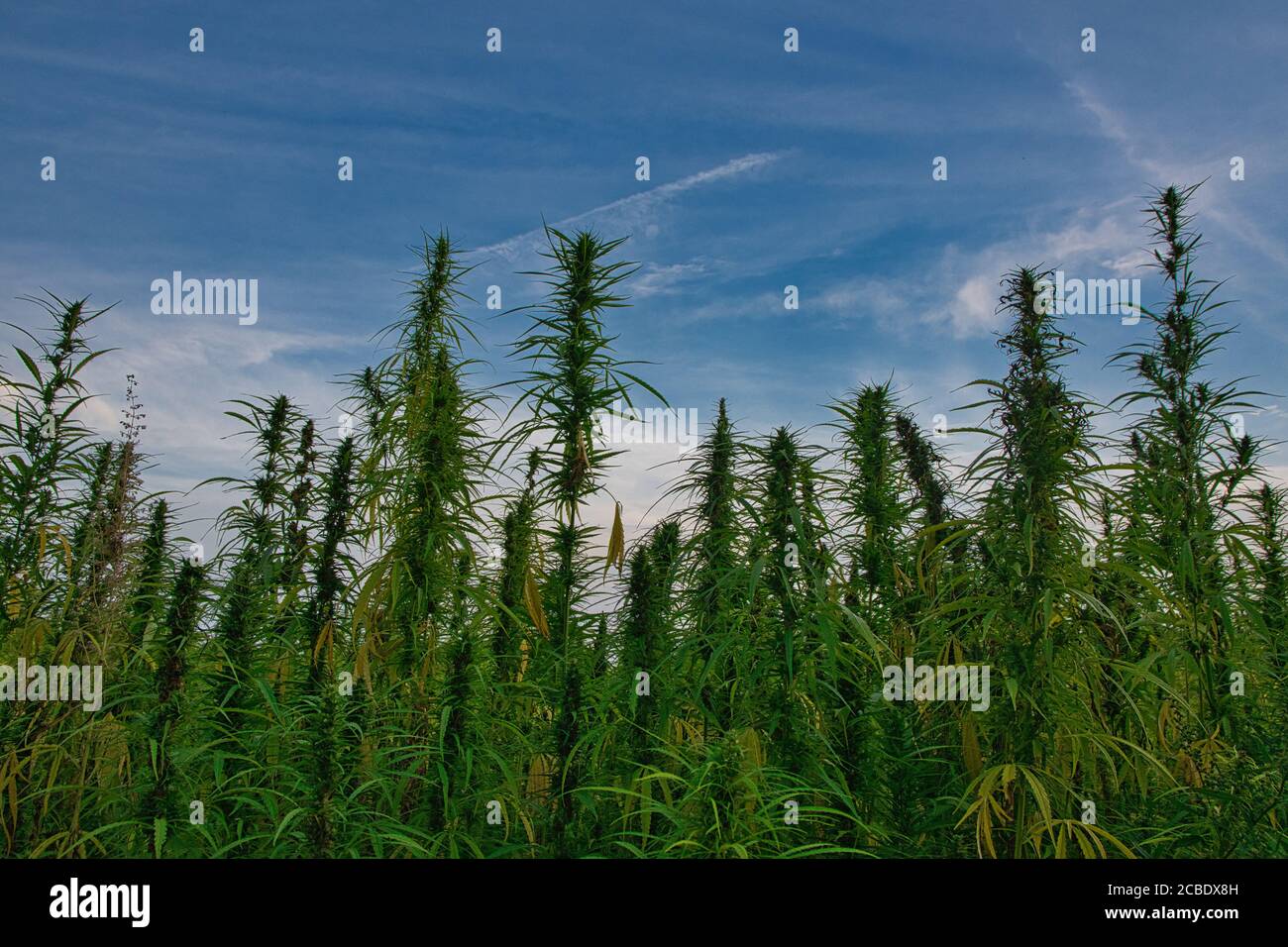 Campo di canapa in estate in Alsazia in francia Foto Stock