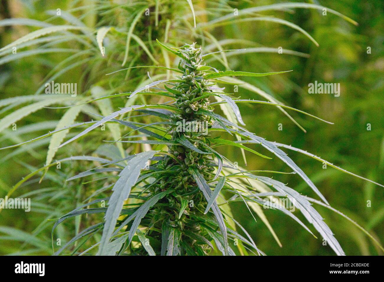 Campo di canapa in estate in Alsazia in francia Foto Stock