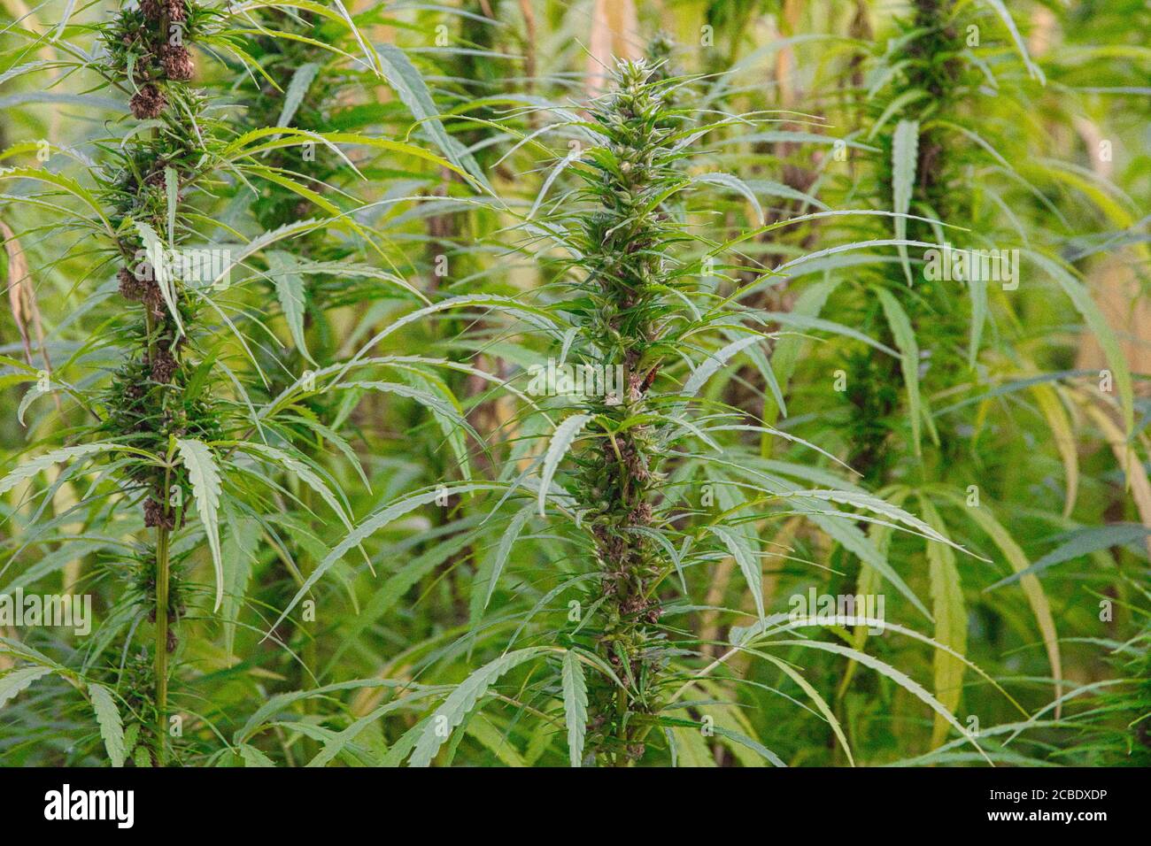 Campo di canapa in estate in Alsazia in francia Foto Stock