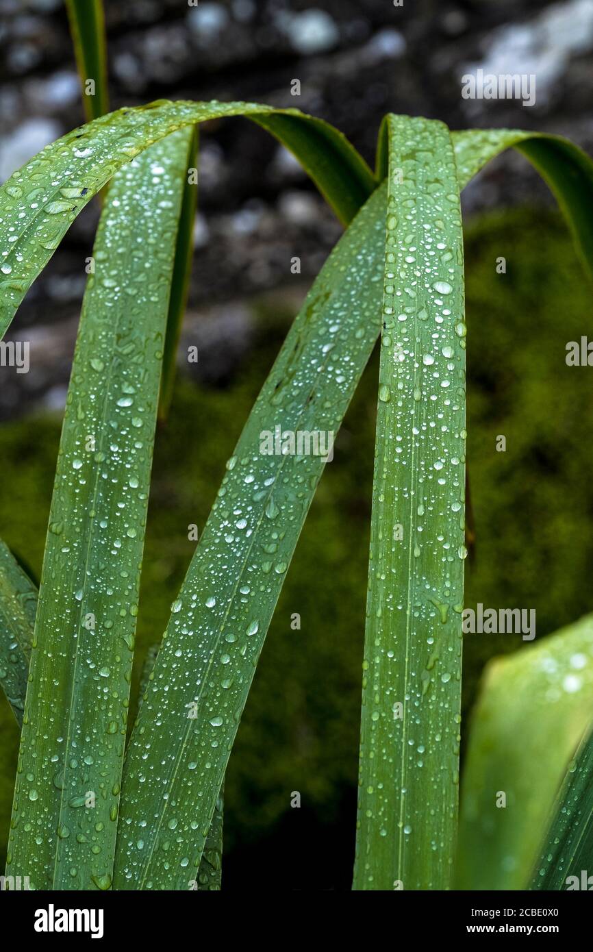 Perline di acqua sulle foglie di una pianta di Iris. Foto Stock