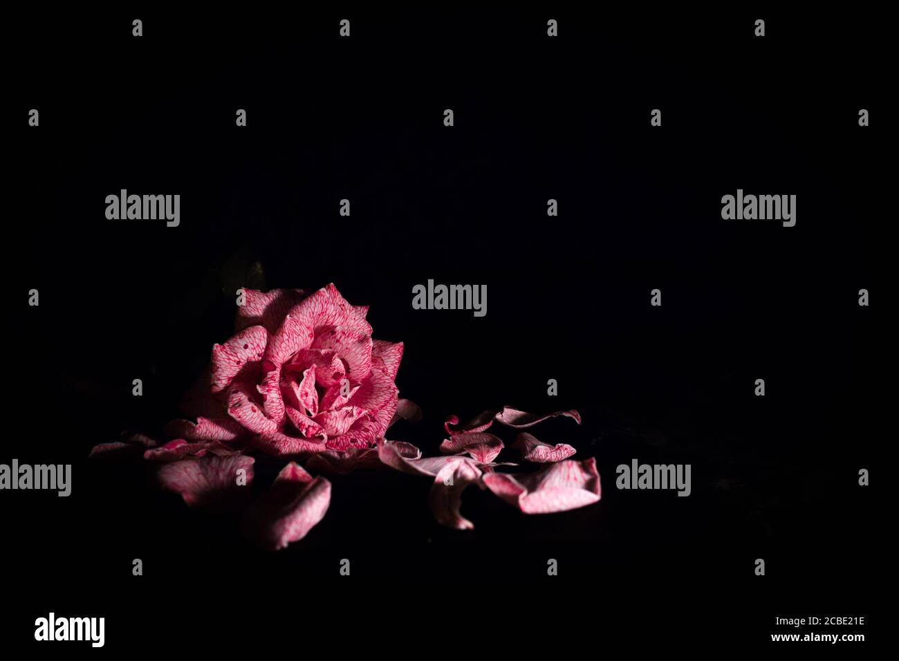 Rosa rossa e bianca e petali di rosa che cadono nel scuro Foto stock - Alamy