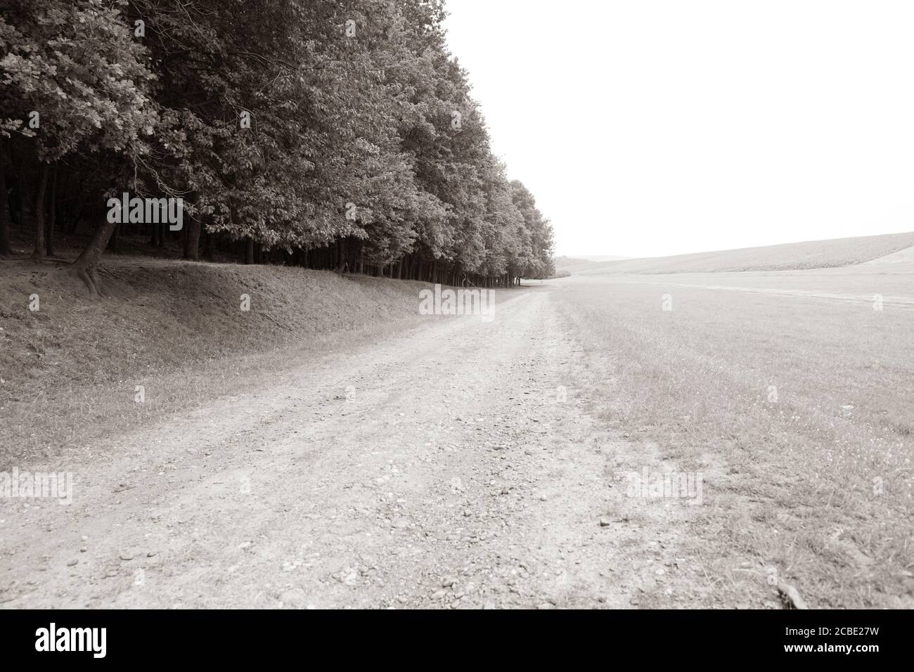 Strada di campagna non circolata vicino alla foresta in una giornata estiva. Foto Stock