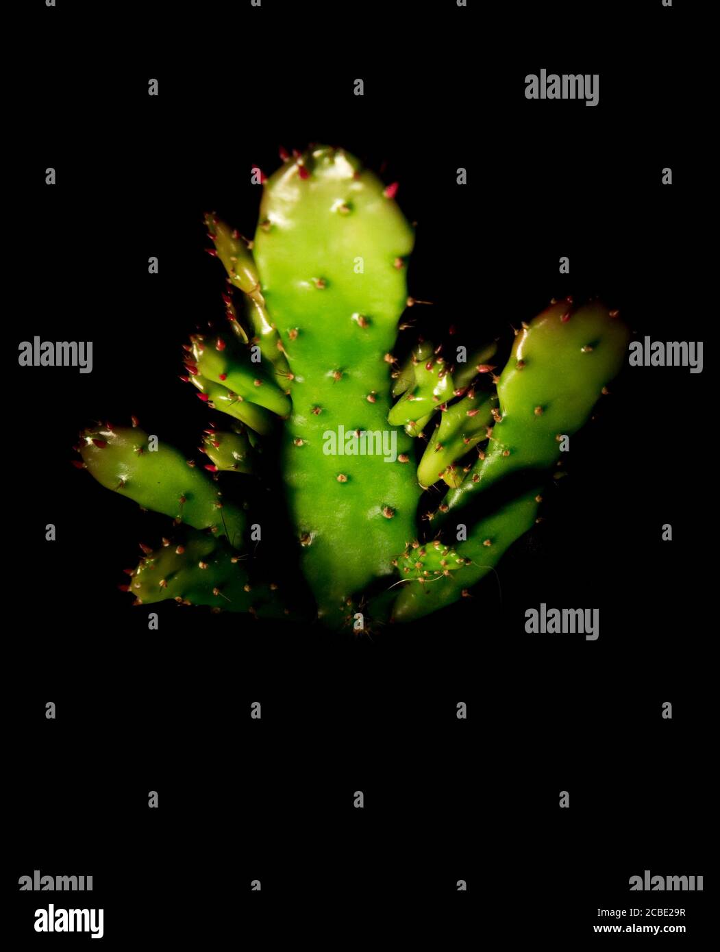 Cactus verde spinoso al buio Foto Stock