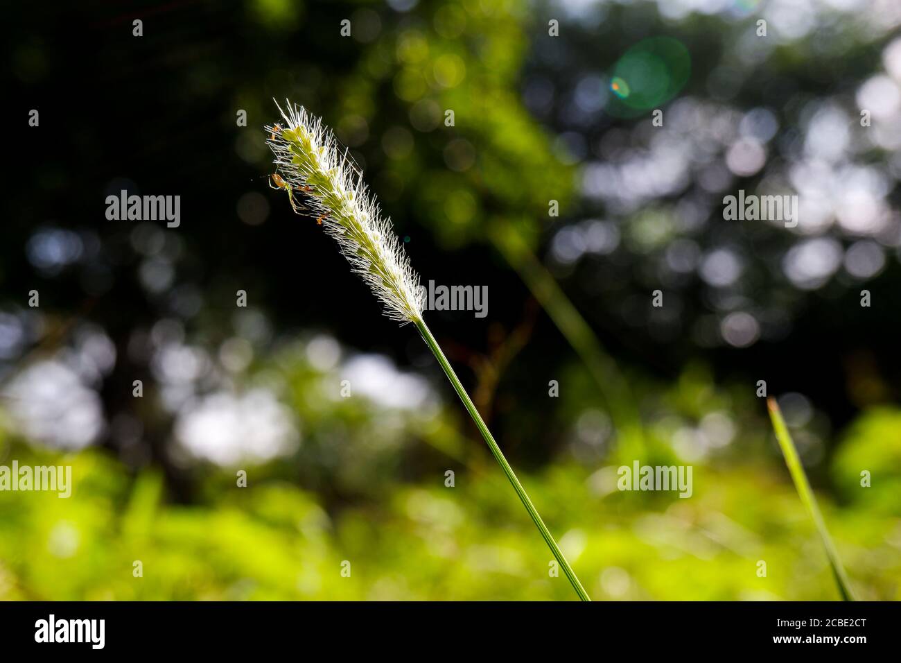 un colpo vicino di erba selvatica foxtail con ragno isolato in giardino Foto Stock