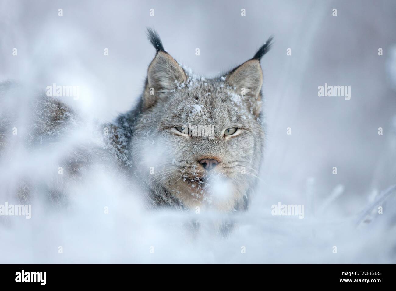 Una lince canadese selvaggia che riposa nella neve nel nord-ovest BC, Canada. Foto Stock