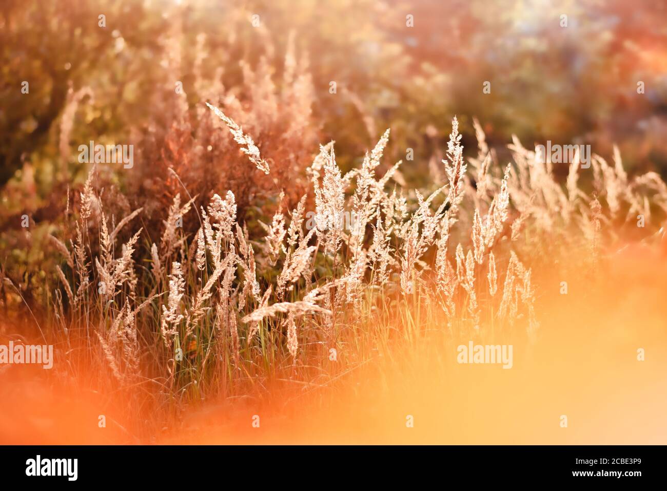 Sfondo autunno astratto con un autunno cremoso e curvo Foto Stock