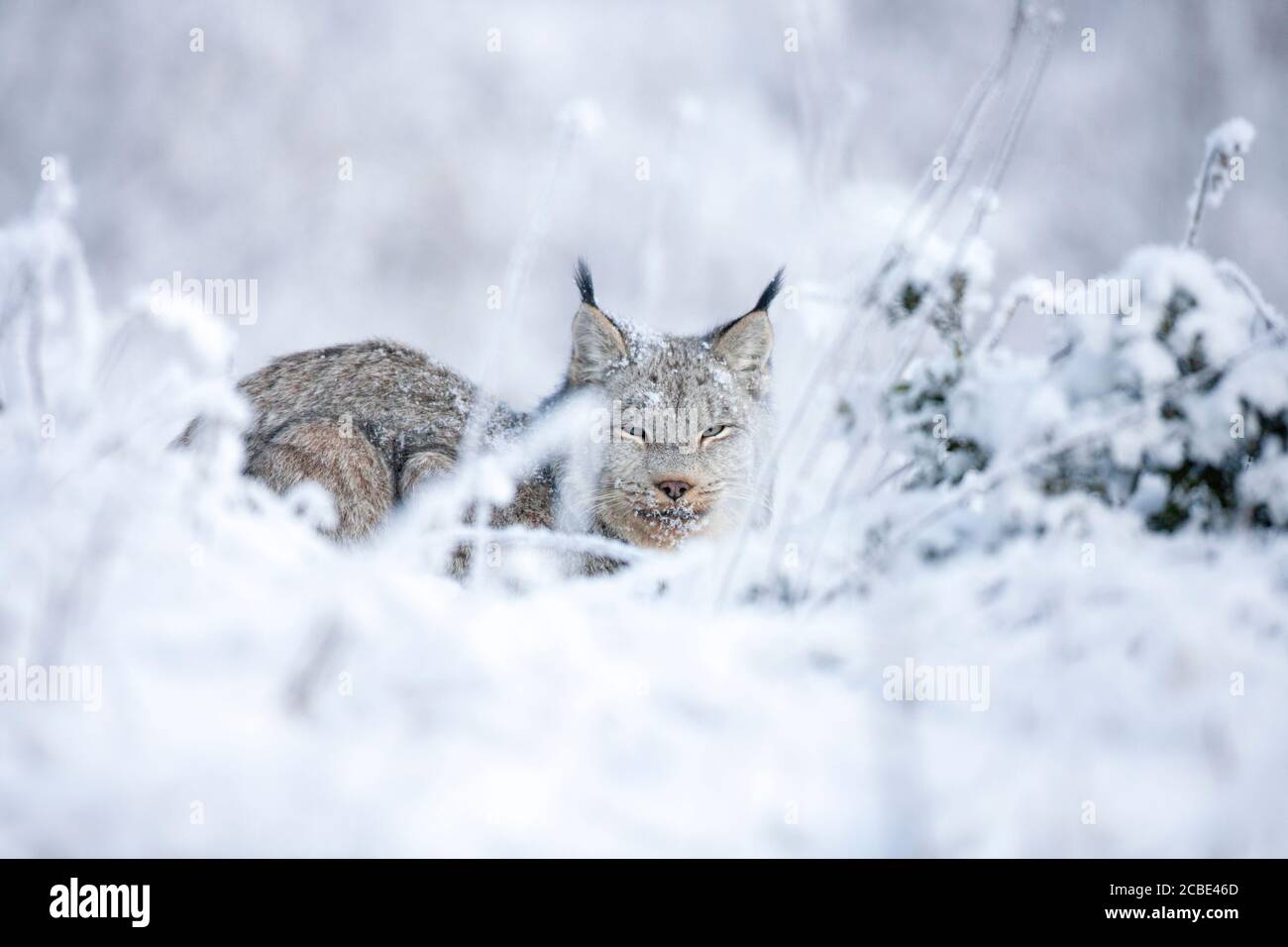 Una lince canadese selvaggia che riposa nella neve nel nord-ovest BC, Canada. Foto Stock