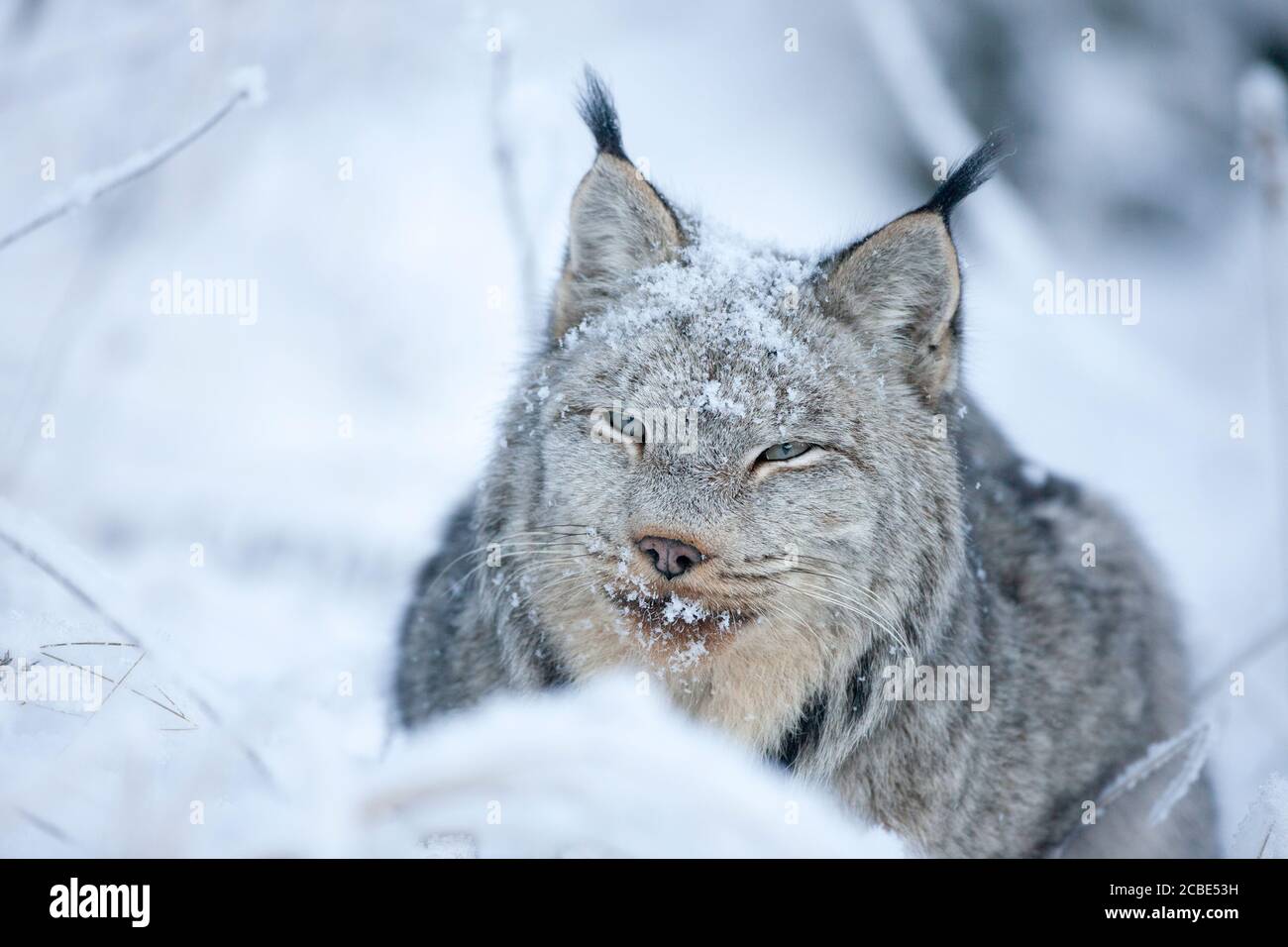 La lince canadese (Lynx canadensis) si accovaccia con la neve nevosa, le orecchie e gli occhi affilati, che si fondono nella natura selvaggia invernale ricoperta di gelo. Foto Stock