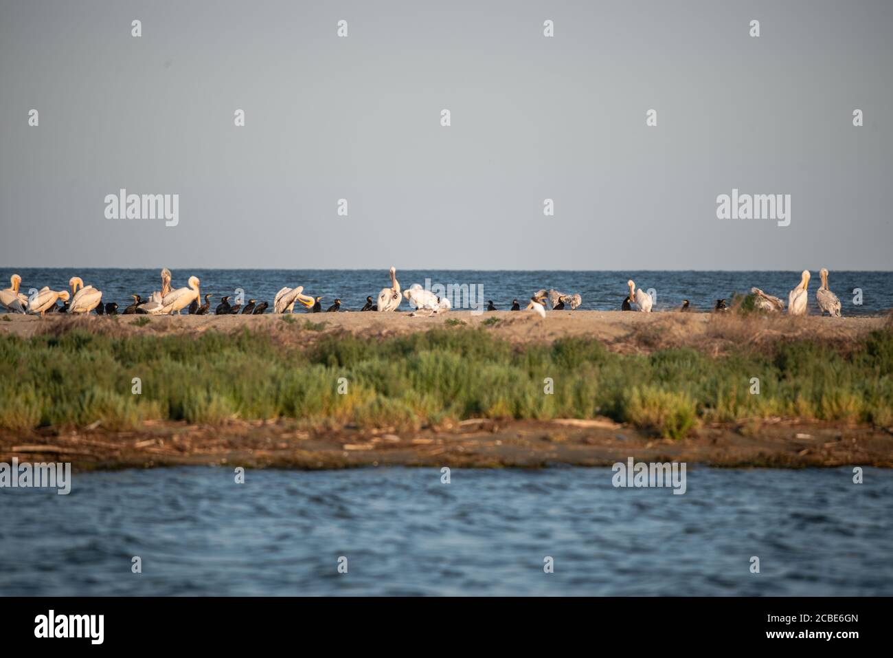 Una colonia di grandi cormorani (Phalacrocorax carbo) nel delta del Danubio. Riserva naturale Foto Stock