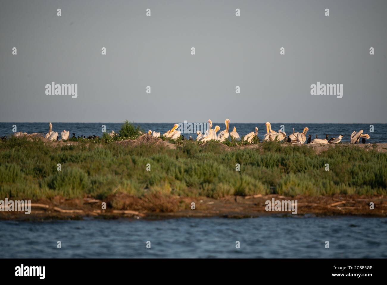 Una colonia di grandi cormorani (Phalacrocorax carbo) nel delta del Danubio. Riserva naturale Foto Stock