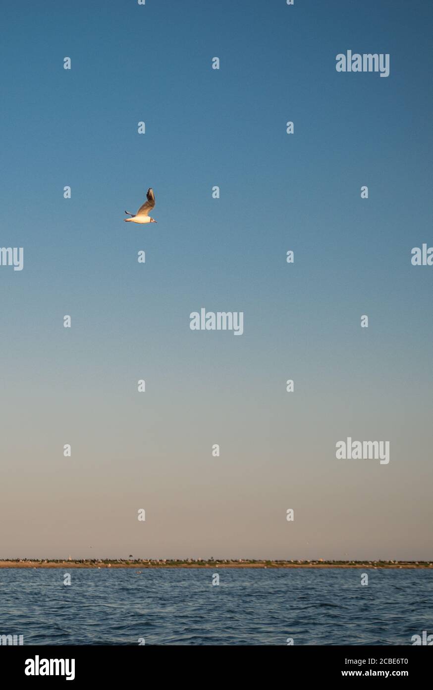 Seagull mare esterno volare libertà nel delta del Danubio. Riserva naturale. Foto Stock