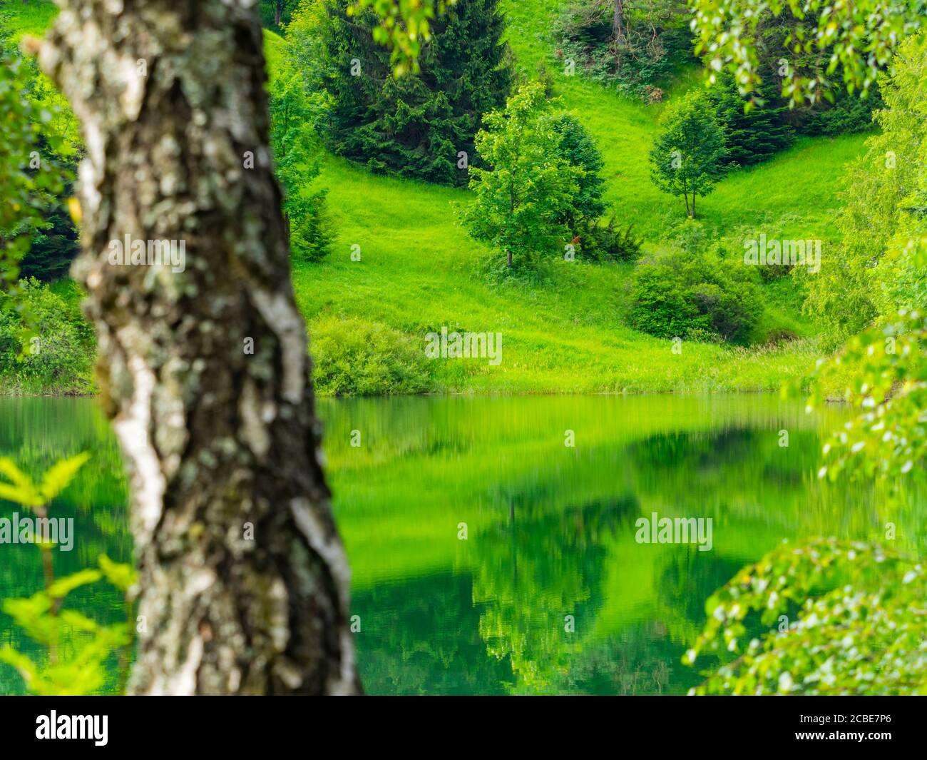 Tronco di albero defocused Foresta verde bella natura preservata naturale Ambiente stagione primaverile nel lago Mrzla votica in Croazia Europa Foto Stock