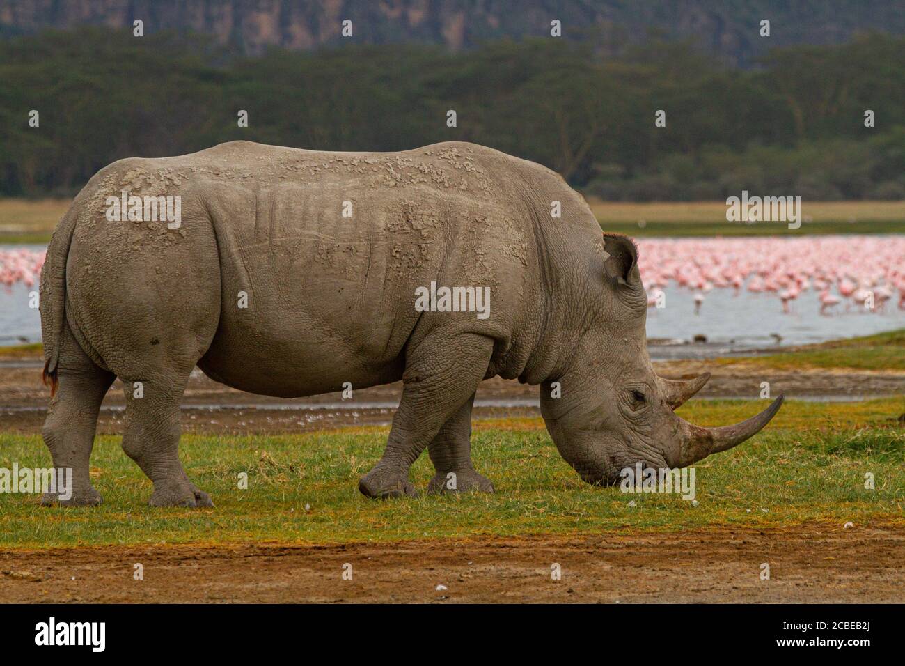 Rinoceronte bianco o rinoceronte quadrato (Ceratotherium simum) fotografato Lago Nakuru, Kenya Foto Stock