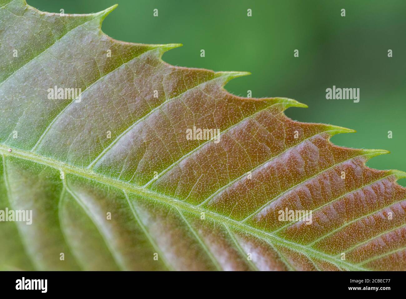 Arrossamento giovane castagno / Castanea sativa foglie - marron & châtaigne in francese, castaña (spagnolo), Castagna (italiano), Kastanie (tedesco). Foto Stock