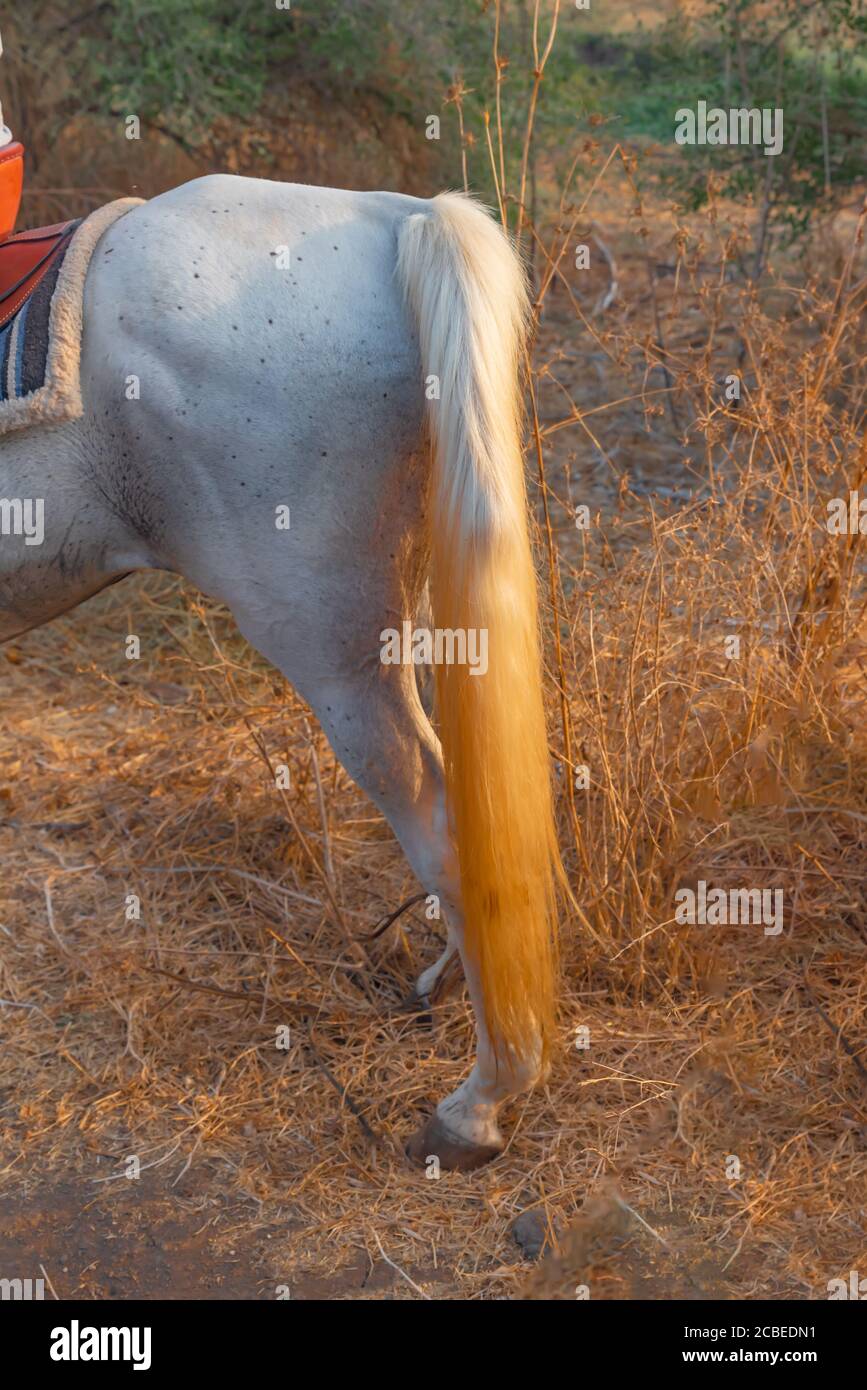 La coda e le gambe posteriori di un cavallo Foto Stock