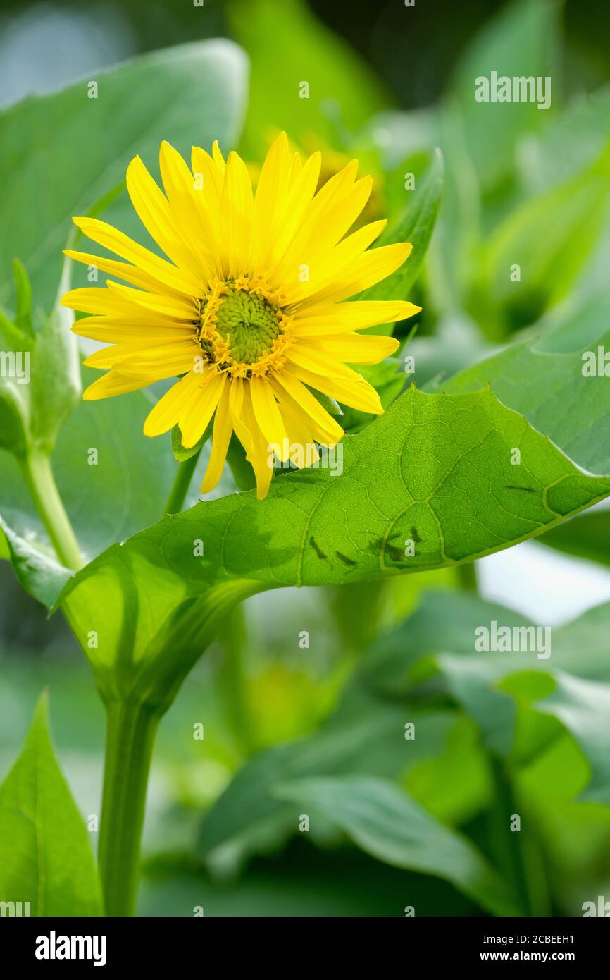 Giallo, daisy-come fiore di Silphium perfoliatum, la pianta di tazza o di tazza-pianta Foto Stock