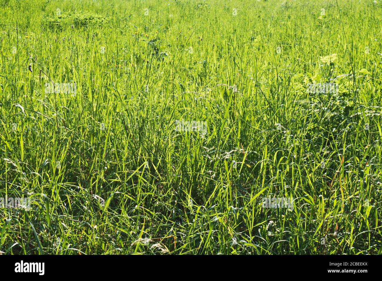 sfondo verde di erba estiva Foto Stock