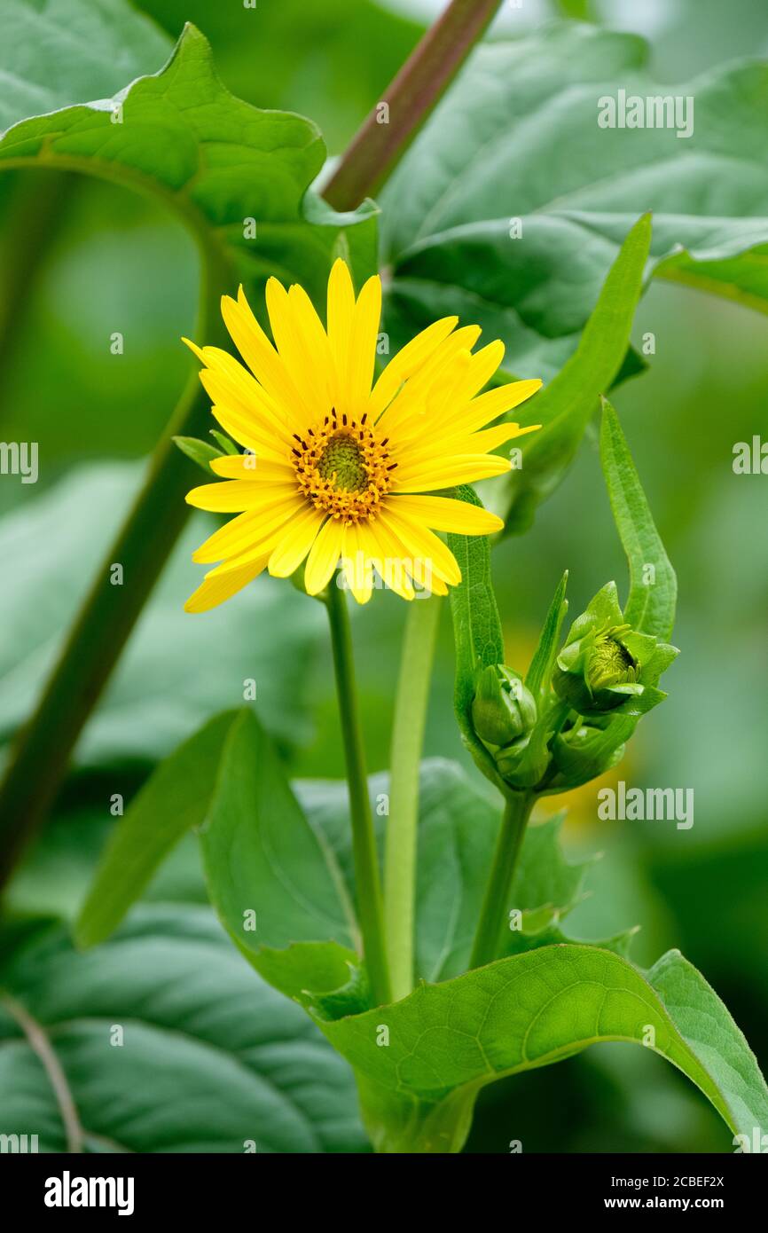 Giallo, daisy-come fiore di Silphium perfoliatum, la pianta di tazza o di tazza-pianta Foto Stock