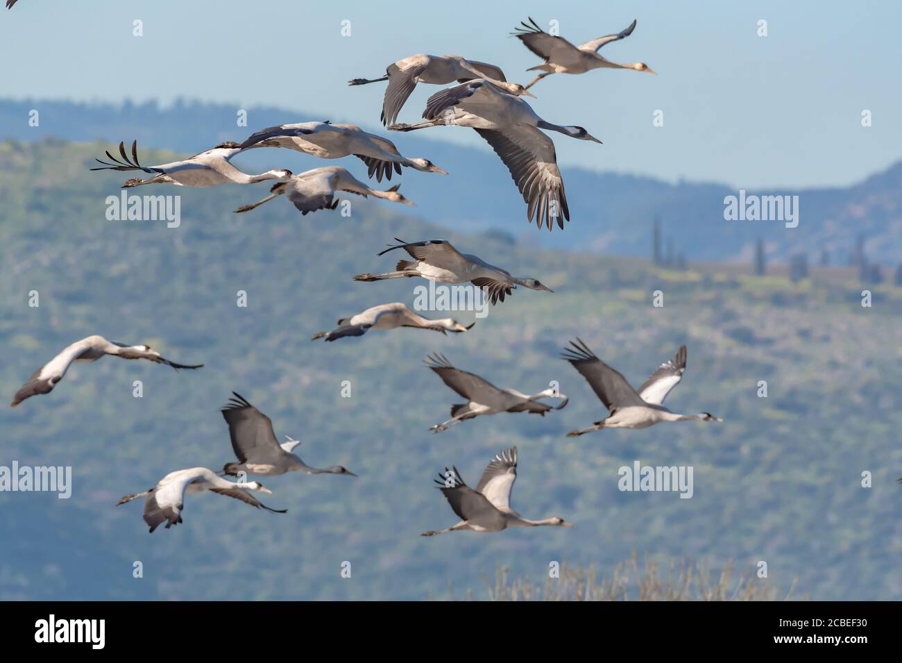 Gru comune (Grus grus) un gregge in volo in zone umide, questo uccello è una grande specie migratoria gru che vive in prati umidi e paludi. PhotoGrap Foto Stock