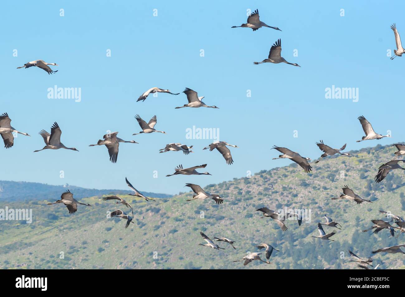Gru comune (Grus grus) un gregge in volo in zone umide, questo uccello è una grande specie migratoria gru che vive in prati umidi e paludi. PhotoGrap Foto Stock