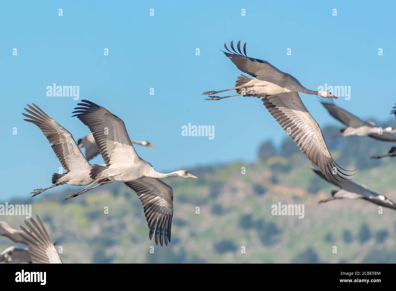 Gru comune (Grus grus) un gregge in volo in zone umide, questo uccello è una grande specie migratoria gru che vive in prati umidi e paludi. PhotoGrap Foto Stock