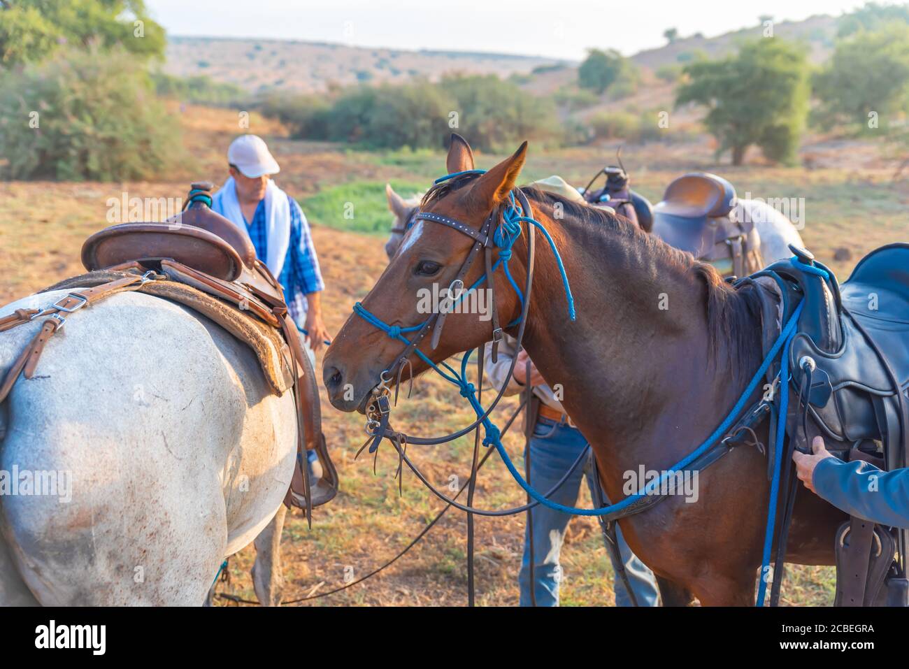 Passeggiate a cavallo nella valle di Jezreel, Israele. Foto Stock