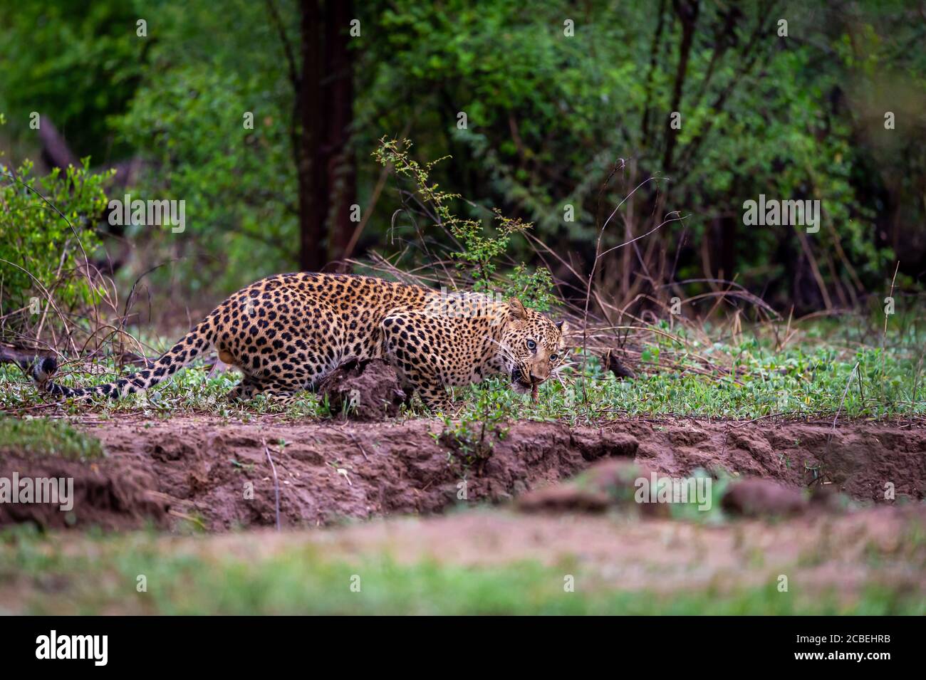 leopardo maschile selvaggio o pantera in verde monsone a jhalana riserva di foresta o leopardo jaipur rajasthan india - panthera pardus fusca Foto Stock