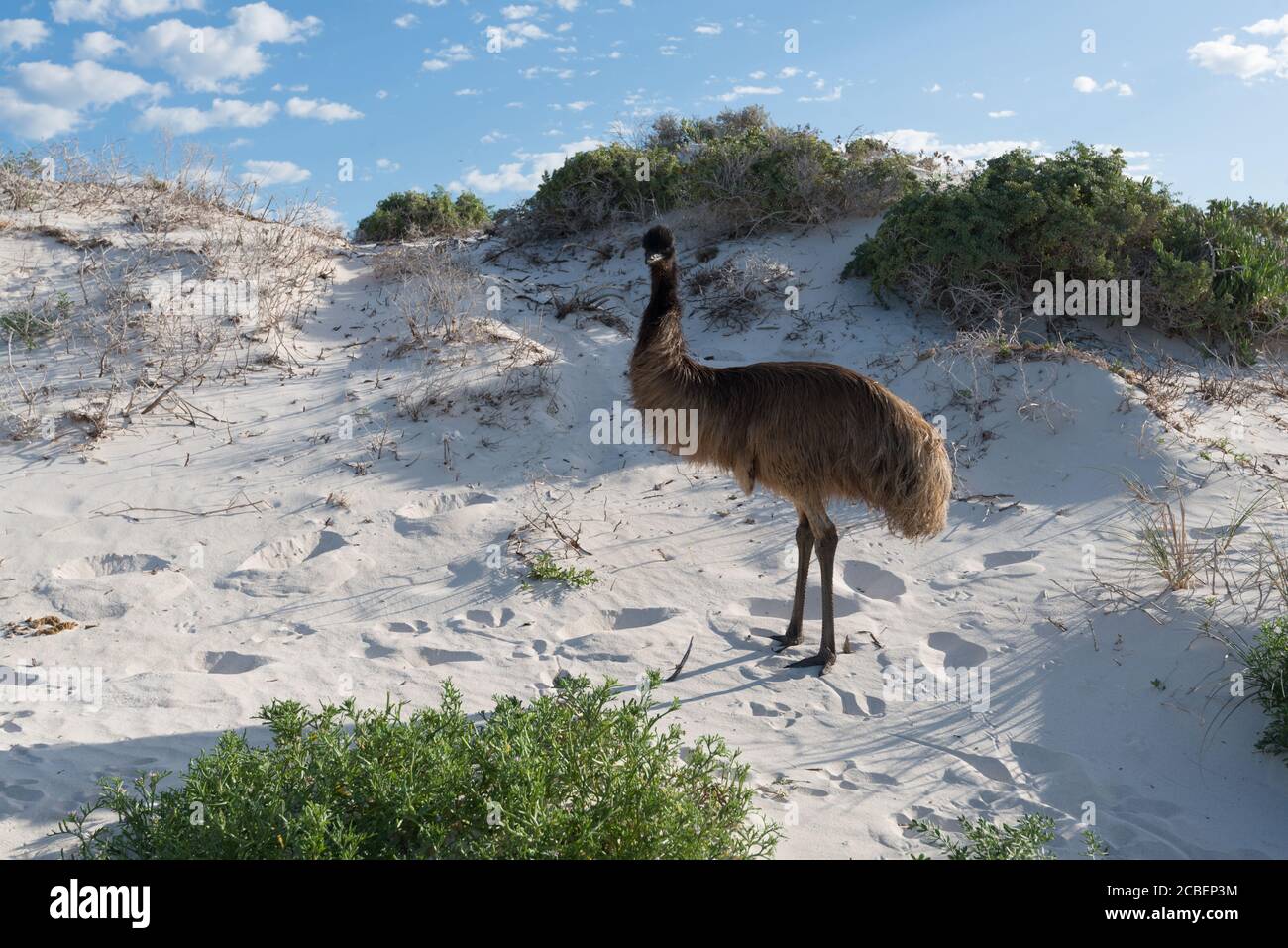 Primo piano del secondo uccello vivente chiamato uem in piedi sulla sabbia vicino ad una spiaggia Foto Stock