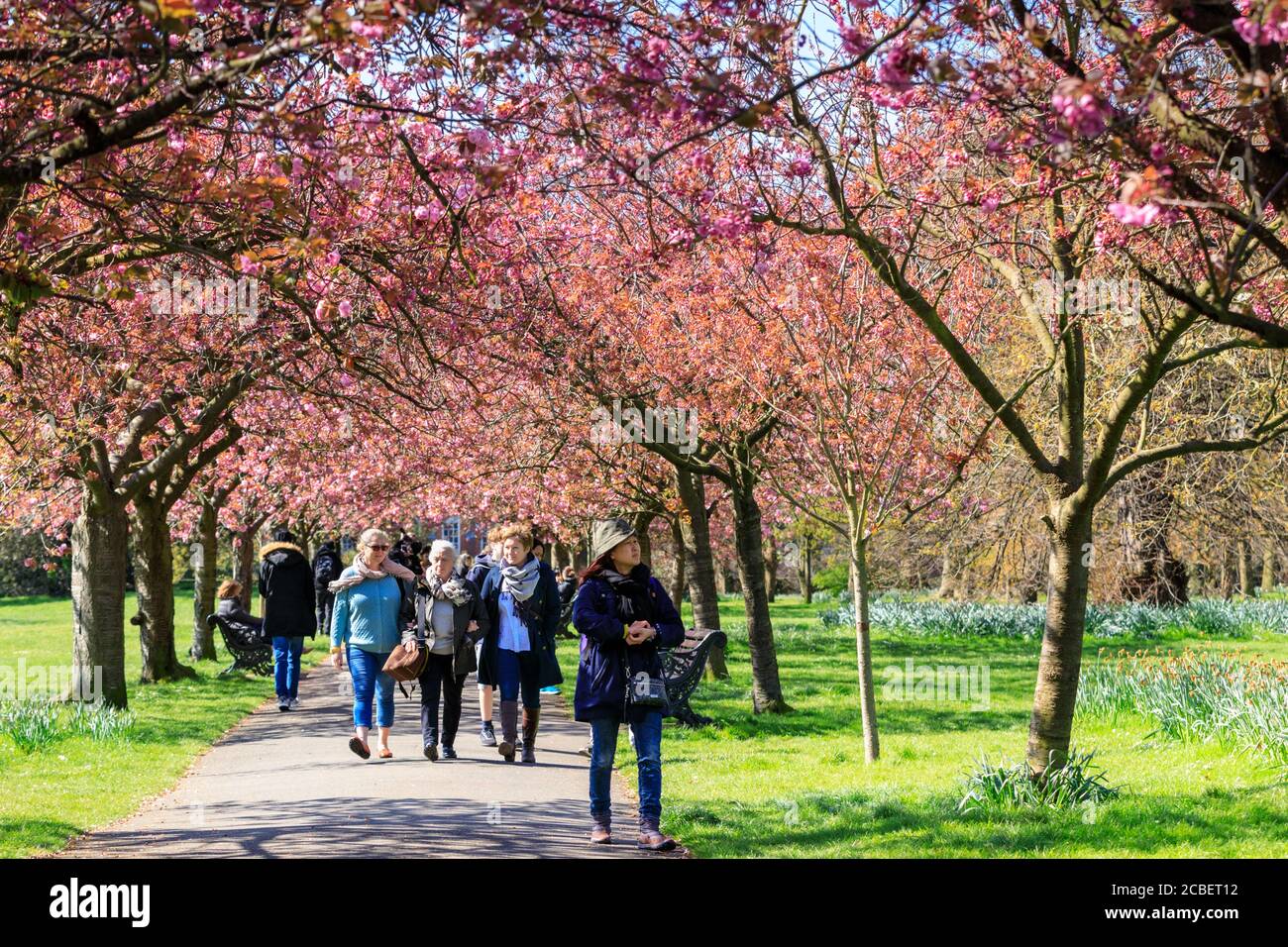 La gente ammira e scatta foto della fioritura dei ciliegi rosa in fiore al "Cherry Blossom Alley" a Greenwich Park, Londra, Inghilterra Foto Stock