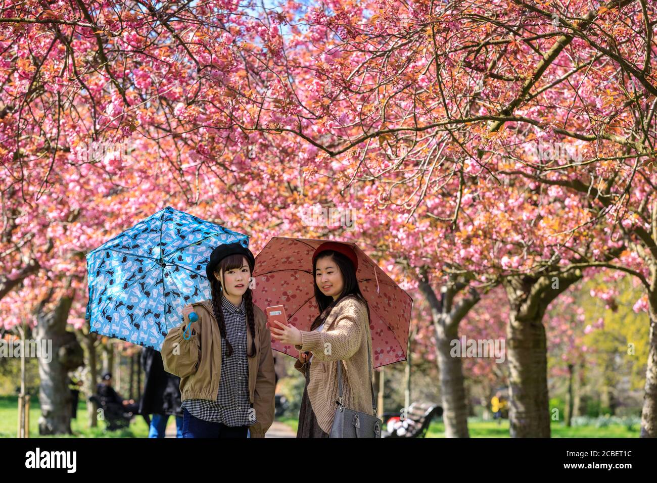 La gente ammira e scatta foto della fioritura dei fiori di ciliegio rosa presso il "Cherry Blossom Alley" a Greenwich Park, Londra, Inghilterra Foto Stock