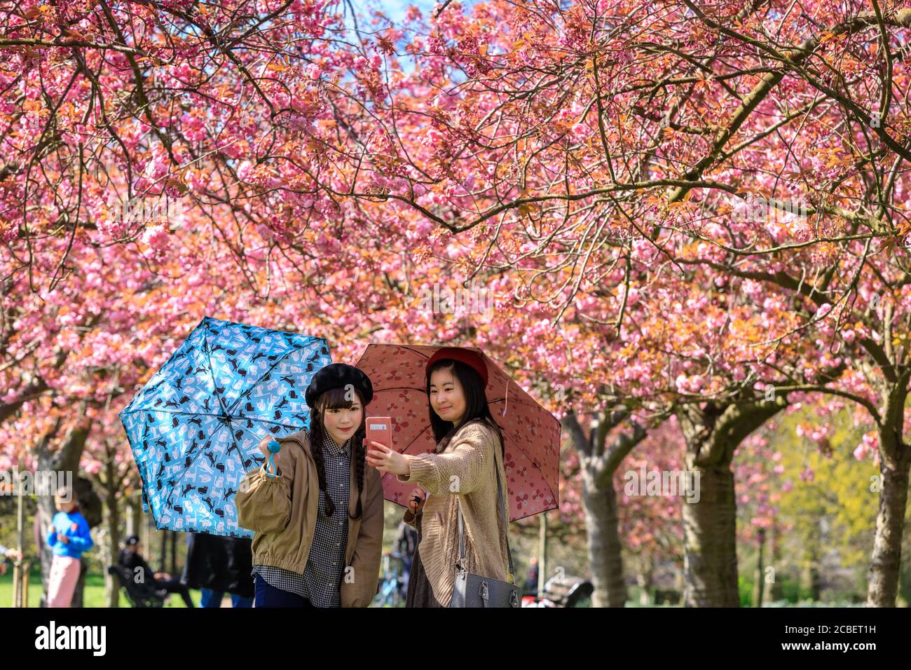 La gente ammira e scatta foto della fioritura dei fiori di ciliegio rosa presso il "Cherry Blossom Alley" a Greenwich Park, Londra, Inghilterra Foto Stock
