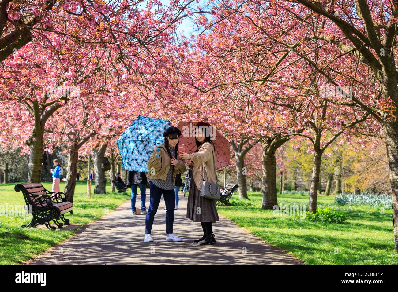 La gente ammira e scatta foto della fioritura dei fiori di ciliegio rosa presso il "Cherry Blossom Alley" a Greenwich Park, Londra, Inghilterra Foto Stock