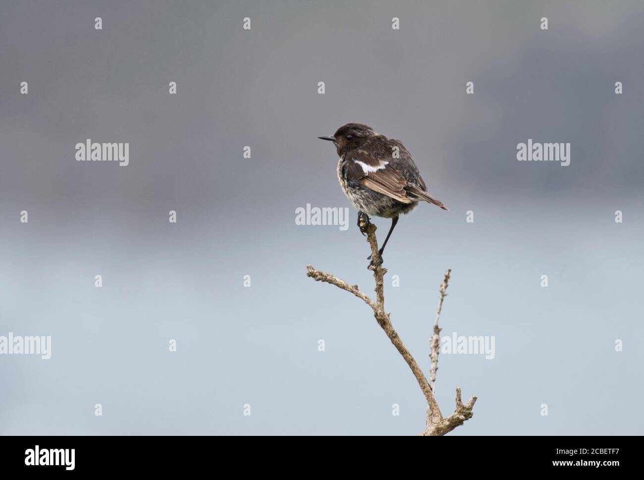 Stonechat (Saxicola torquatus), uccello immaturo recentemente volato. Foto Stock