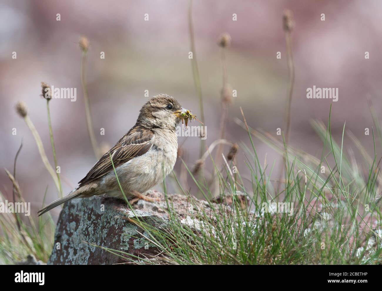 Passera femminile (Passer domesticus) con preda di cavalleria Foto Stock