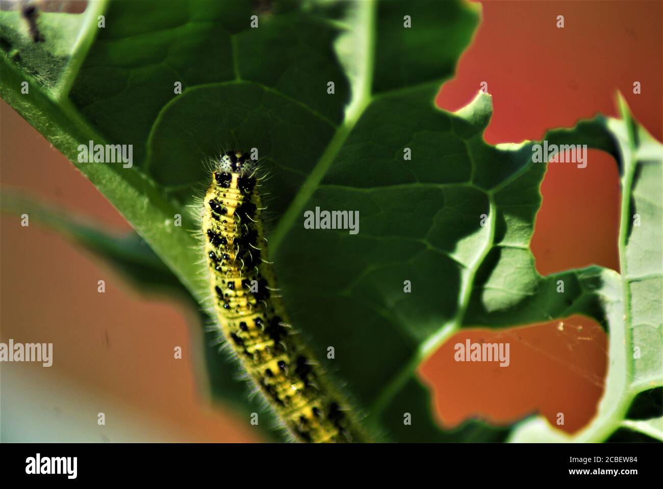 cavolo caterpillar su una foglia verde di cavolo Foto Stock