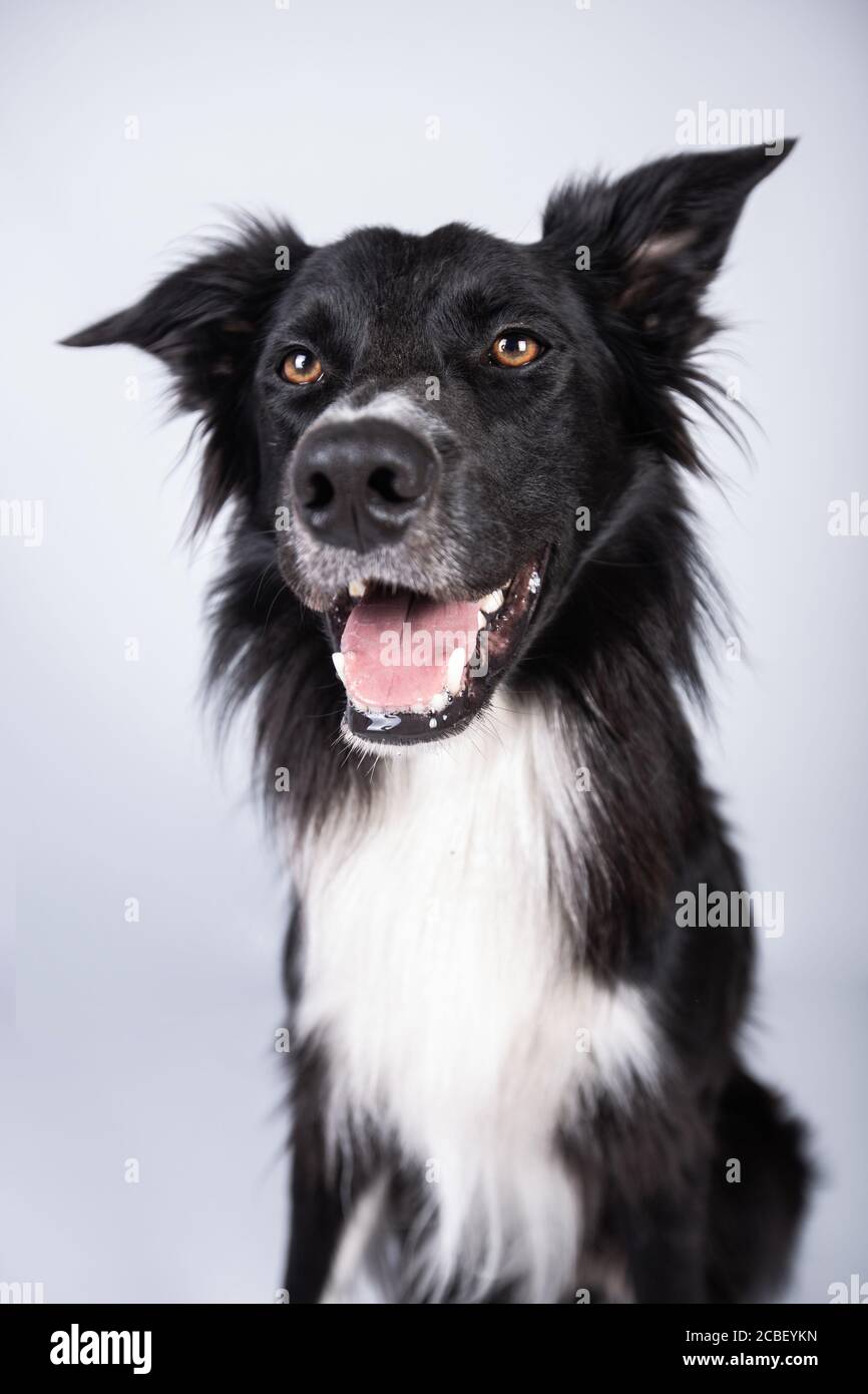 Ritratto a tutta lunghezza di un adorabile bordo purebred Collie cercando infastidito isolato su sfondo grigio con spazio copia. Cane collie di bordo che sente alcuni Foto Stock