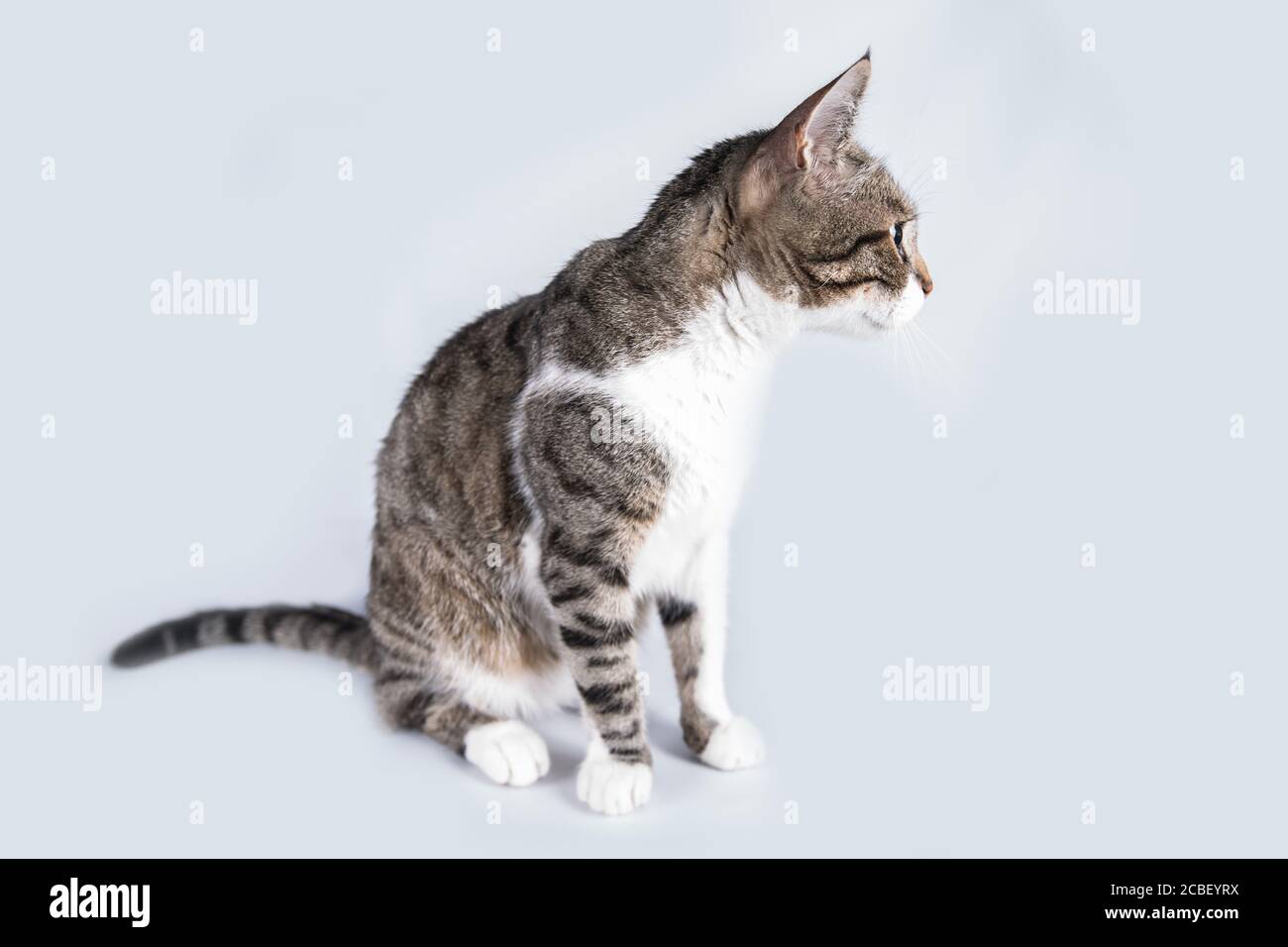 A piena lunghezza Ritratto di funny curioso striped cat cercando da parte isolata sul muro grigio Sfondo con copia spazio. Foto Stock