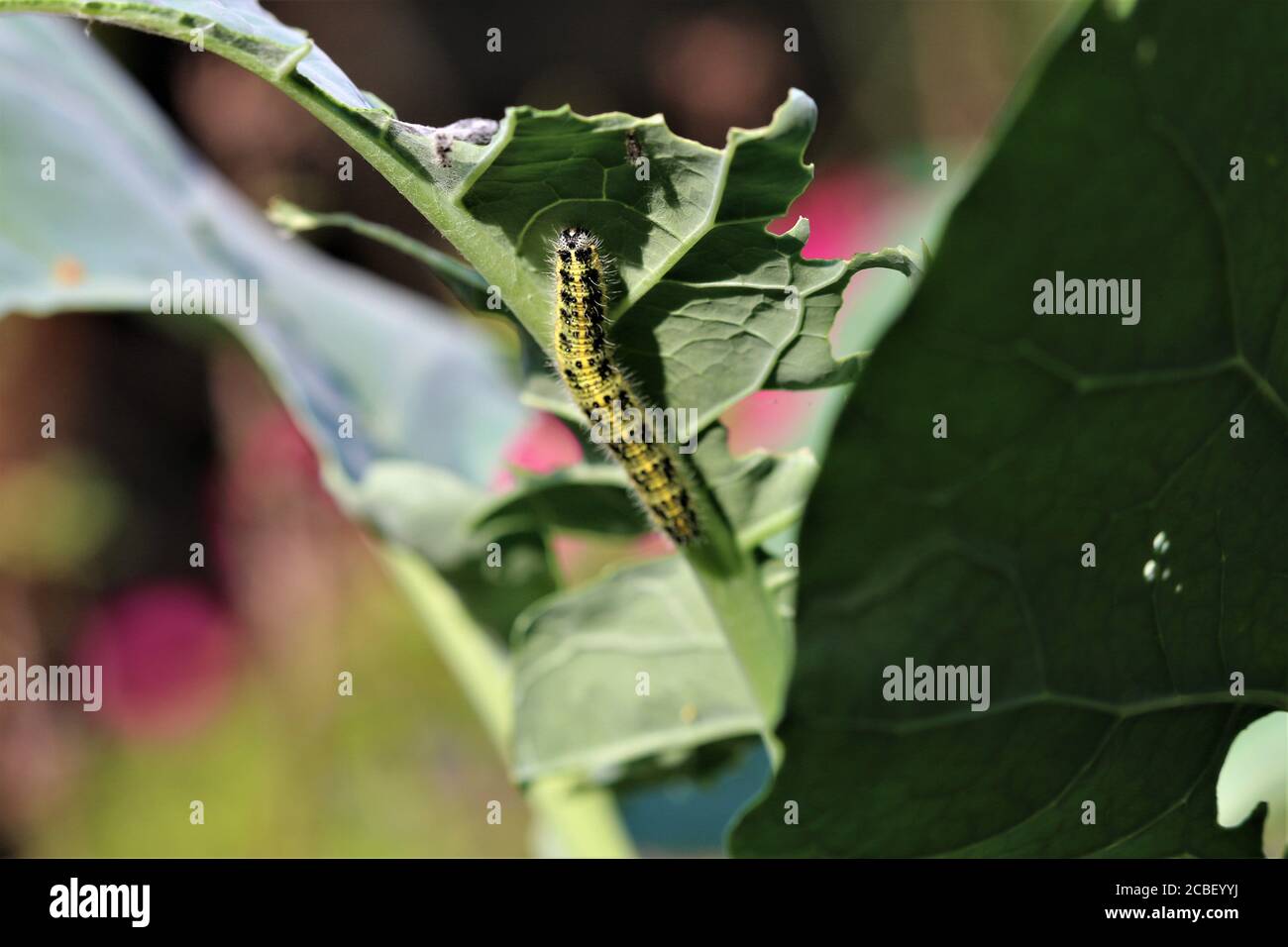cavolo caterpillar su una foglia verde di cavolo Foto Stock