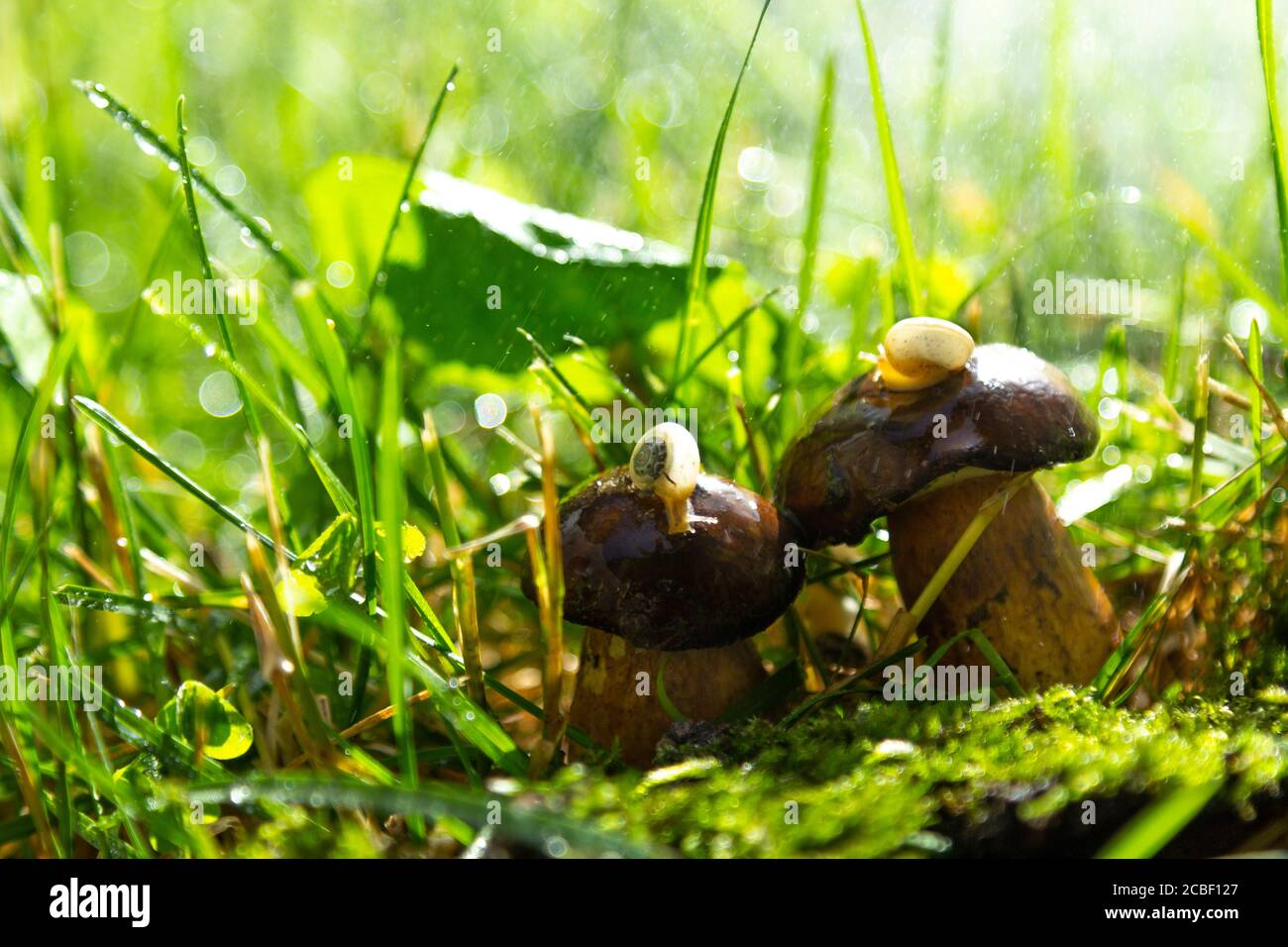 Ha lumaca sul fungo della foresta. Dopo la pioggia. Macro foto Foto Stock