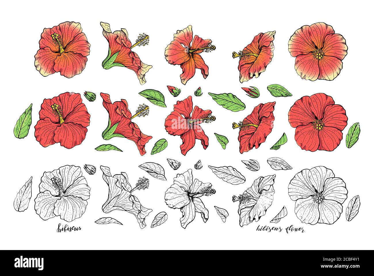 Fiori hibiscus trafilati a mano clipart. Elementi di design floreali. Isolato su sfondo bianco. Vettore Illustrazione Vettoriale