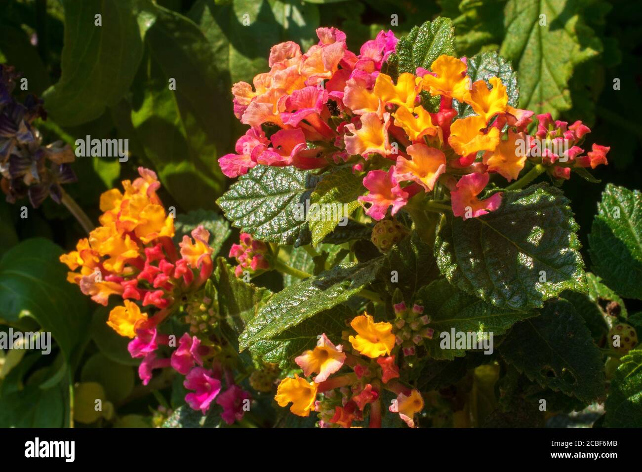 Lantana Camara in fiore, un arbusto decorativo tropicale fiorito con incredibili fiori colorati Foto Stock