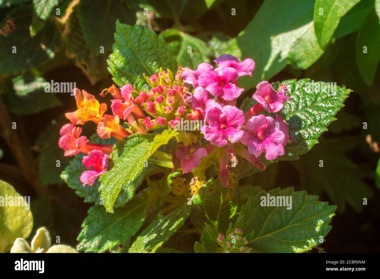 Lantana Camara in fiore, un arbusto decorativo tropicale fiorito con incredibili fiori colorati Foto Stock