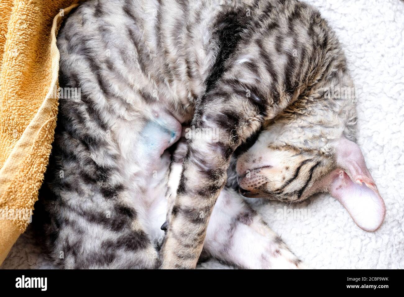 Il gatto è sdraiato sul suo lato, la sutura sull'addome dall'operazione è visibile. Traccia di sterilizzazione. Gattino Rex Cornish, tabby. Foto Stock