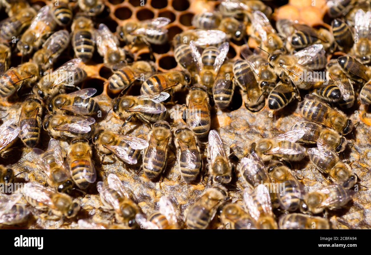Primo piano di api in un alveare a nido d'ape con miele in cellule. Foto Stock