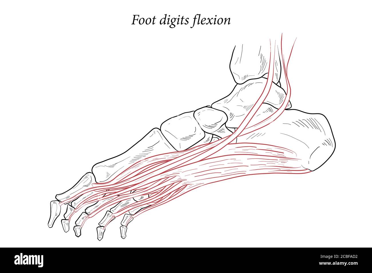 Illustrazione medica delle cifre del piede i muscoli di flessione che agiscono sul piede si estendono da sopra il ginocchio a vari punti sullo scheletro del piede. Disegno di linea f Illustrazione Vettoriale